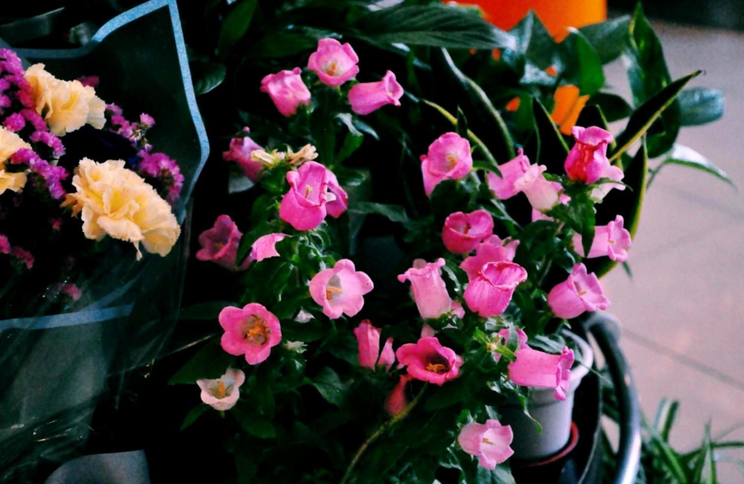 Atelier de composition florale avec outils professionnels